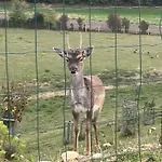 Prista Ranch Cirkulane Curnovec