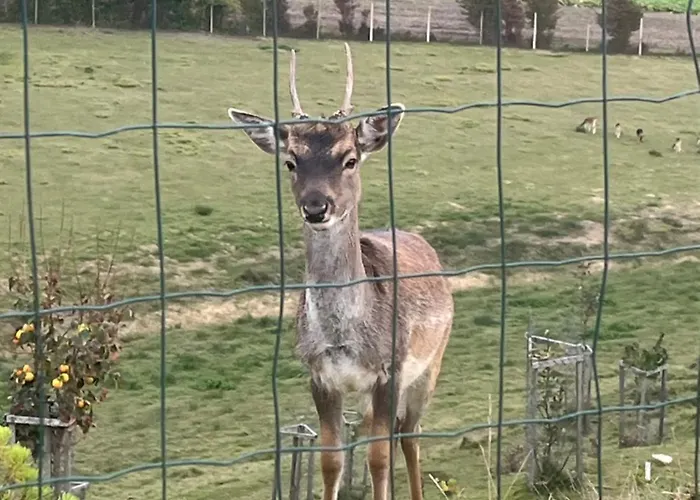 Prista Ranch Cirkulane Curnovec